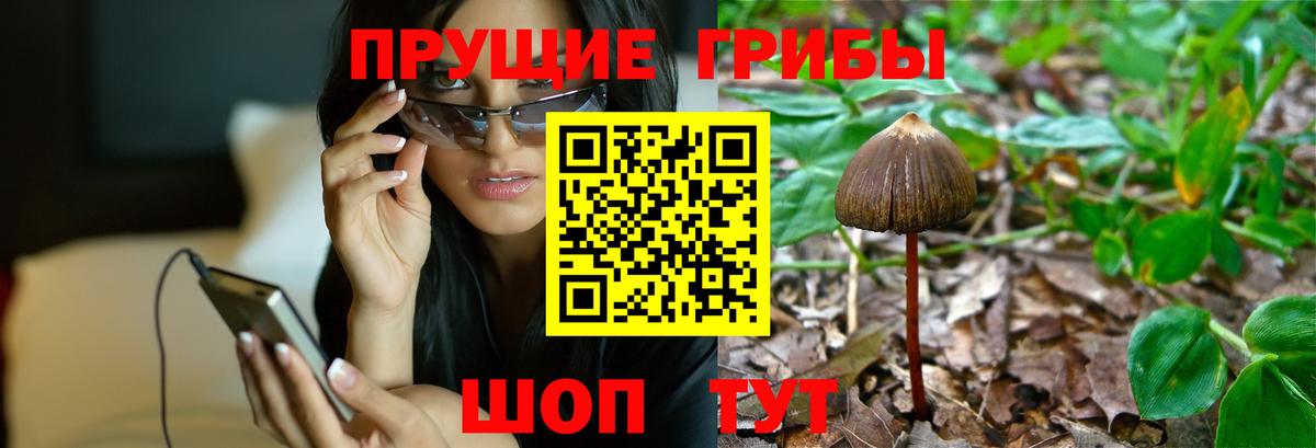 Зеленокумск  Псилоцибиновые грибы GOLDEN TEACHER  Псилоцибиновые грибы мухоморы  Вход с VPN 